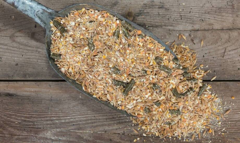 Probiotyki dla gołębi – wpływ na poprawę jakości upierzenia