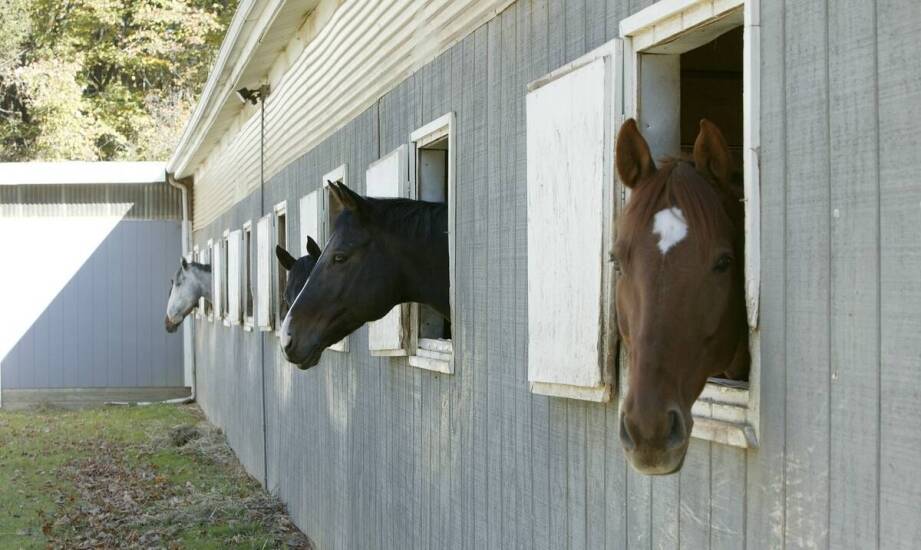 Ściółka lniana dla koni a poprawa higieny w stajniach