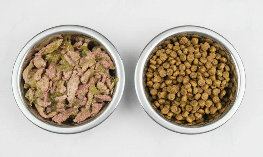 Wpływ składników mięsnych w orijen karmie na zdrowie kota