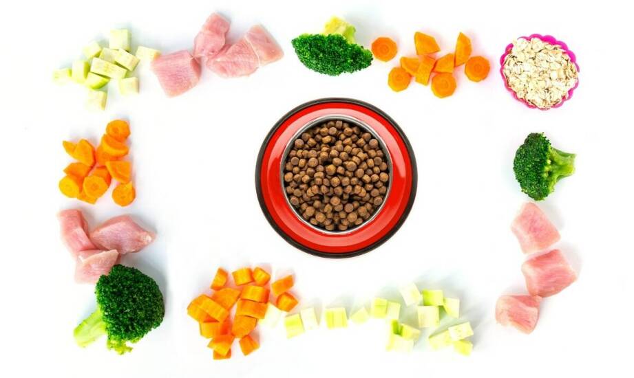 Jak acana karma dla kota wspiera układ odpornościowy Twojego zwierzaka?