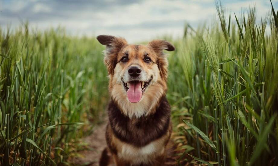 Jak dieta wpływa na zdrowie skóry i sierści młodych psów?