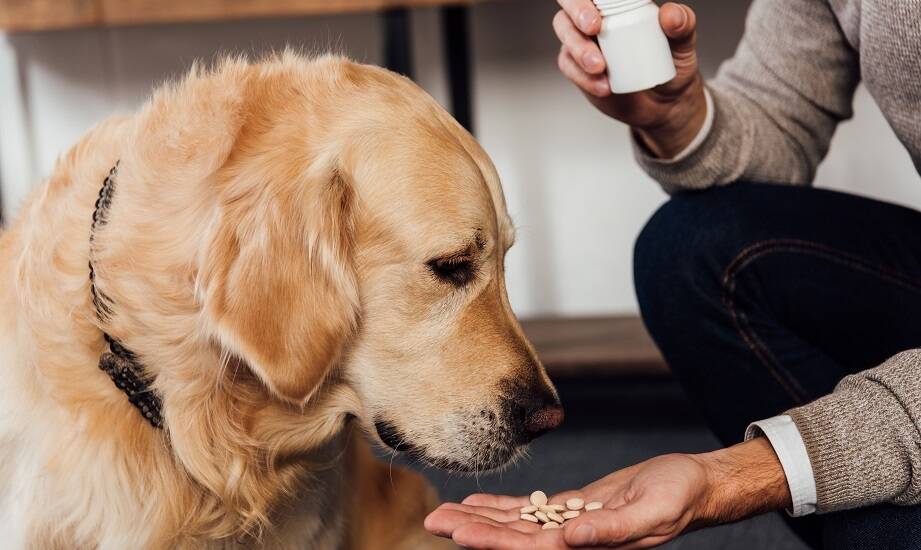 Jakie suplementy mogą wspomóc zdrowie stawów u psów?