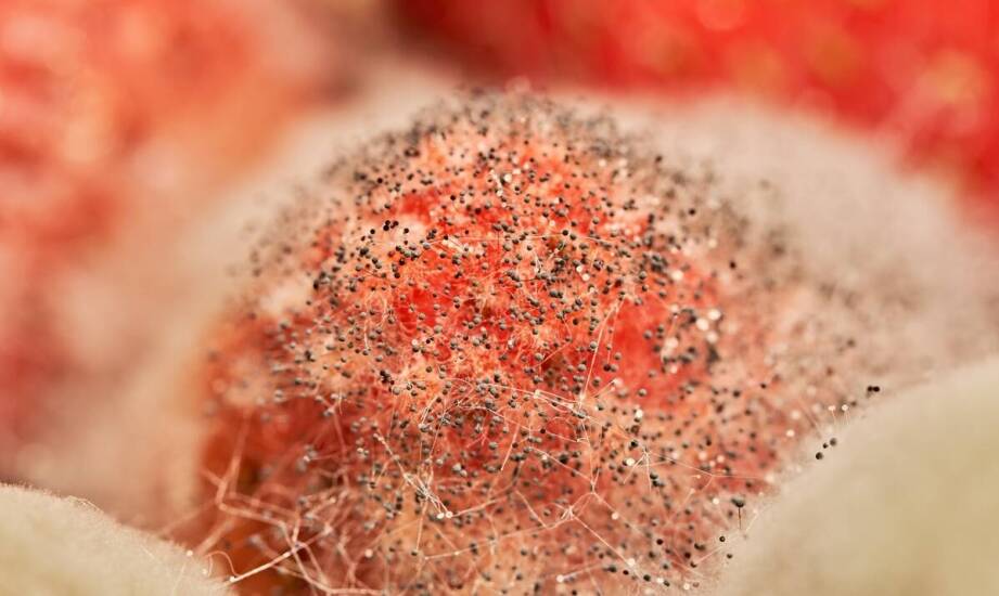 Skala Knospa a ocena naciekania zatoki jamistej przez oponiaki