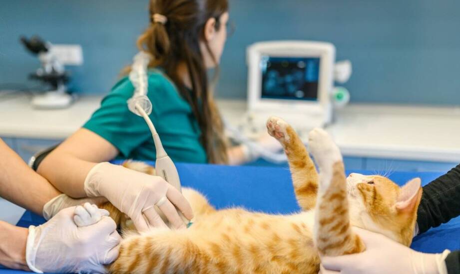 Rola nowoczesnego wyposażenia diagnostycznego w skutecznym leczeniu zwierząt