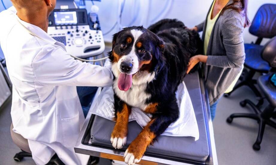 Znaczenie kardiologii weterynaryjnej w profilaktyce chorób serca