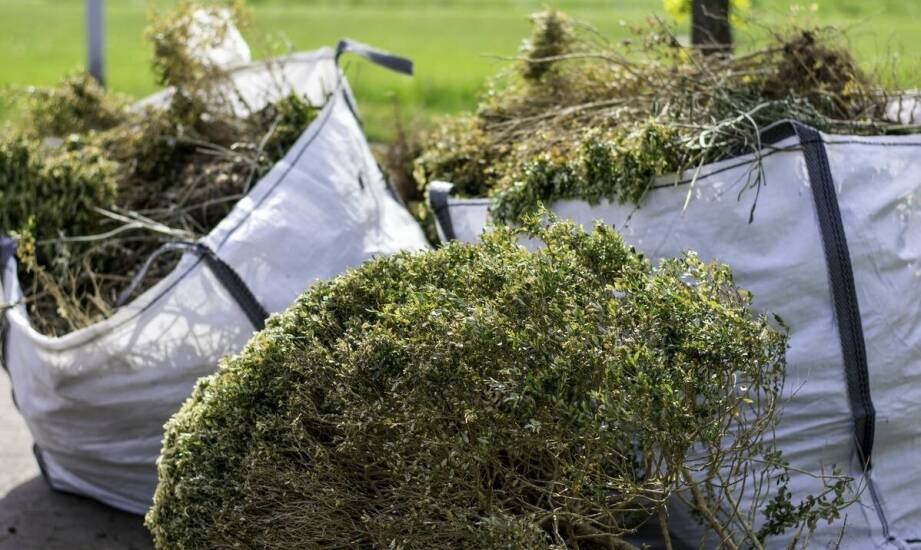 Jak zioła szwedzkie z piołunem wspierają zdrowie wątroby?