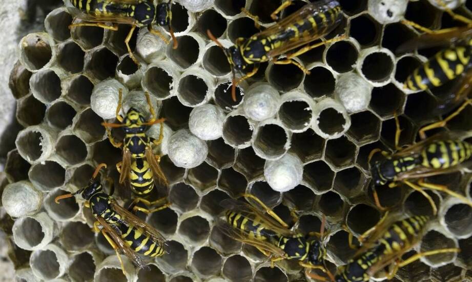 Jakie są najczęstsze miejsca występowania gniazd os w przestrzeniach mieszkalnych?