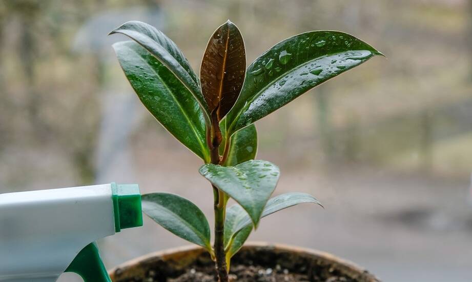Jakie są zalety stosowania nawozów dolistnych w ogrodnictwie