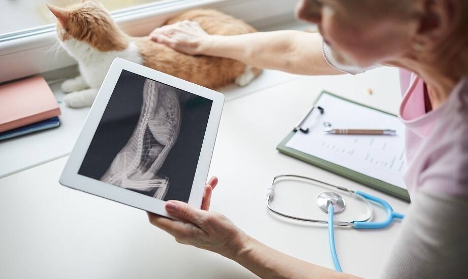 Nowoczesna diagnostyka USG i RTG w przychodni weterynaryjnej - co warto wiedzieć?