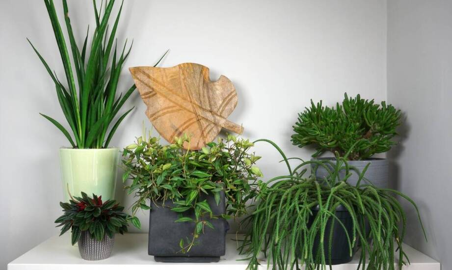 Porównanie sansewierii cylindrycznej a innych roślin doniczkowych