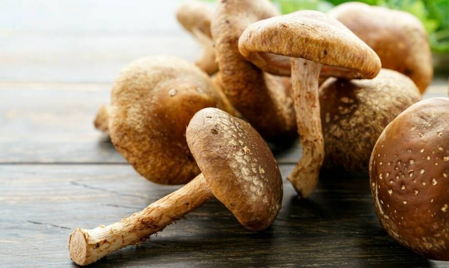 Jakie efekty przynosi stosowanie brzozowego guza? Opinie na forach.