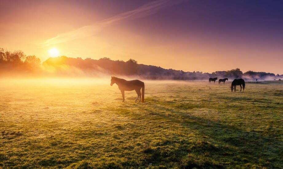 Jakie korzyści przynosi w codziennej diecie dla koni?