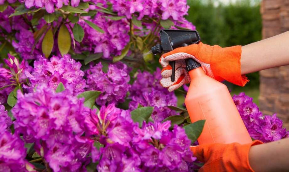 Jakie są najczęstsze błędy przy uprawie różowego rododendronu i jak ich unikać?