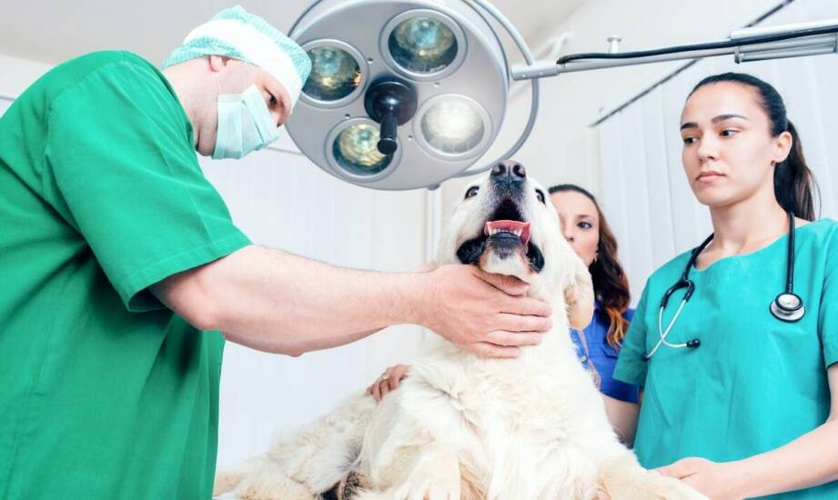 Jak wygląda proces przyjmowania pacjentów w weterynaryjnym pogotowiu działającym 24h?