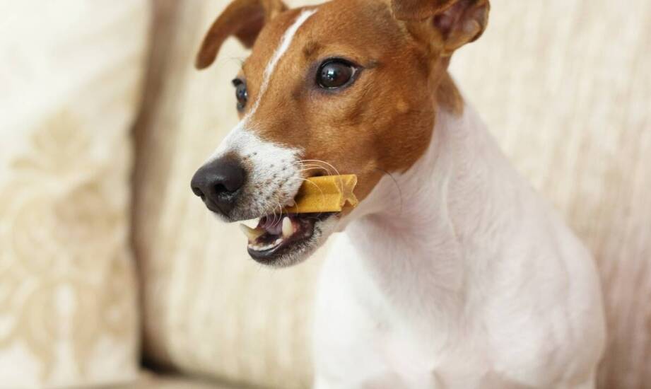 Rola uszu wołowych w budowaniu relacji z psem