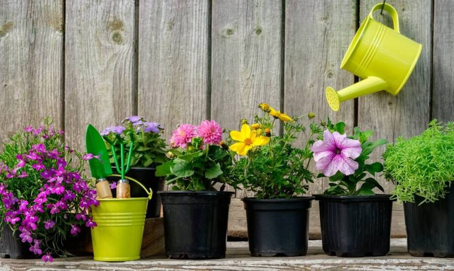 Praktyczny przewodnik dla ogrodników – optymalne warunki do uprawy kalwii