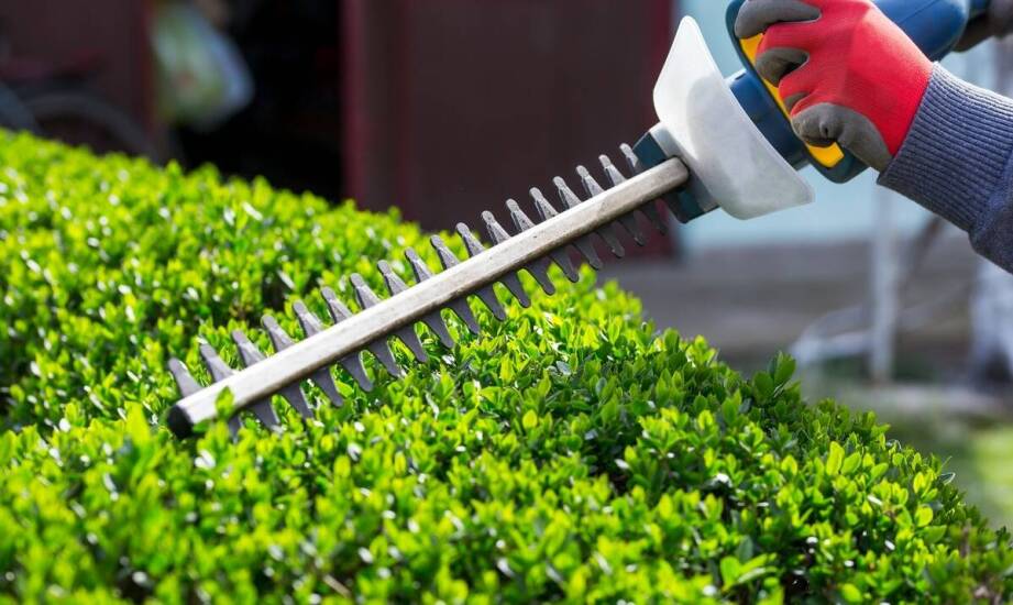 Wynajem ogrodowej podkaszarki na jeden dzień – jakie są korzyści?