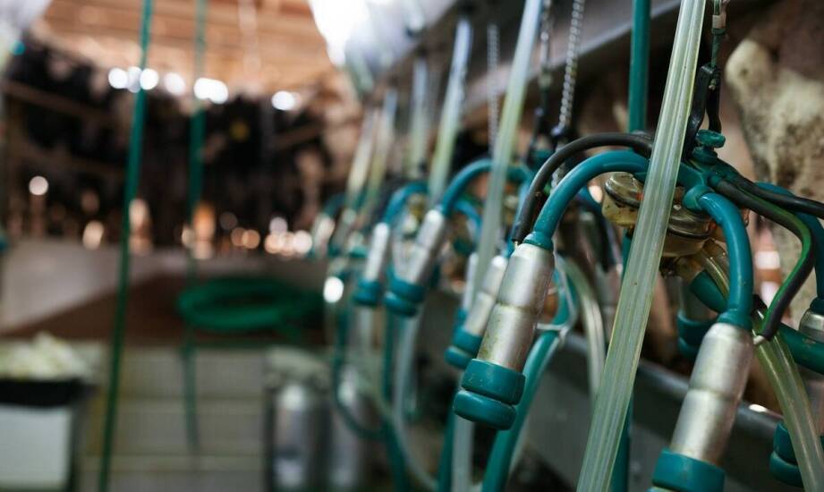 Jak automatyczne czochradło wpływa na dobrostan krów?