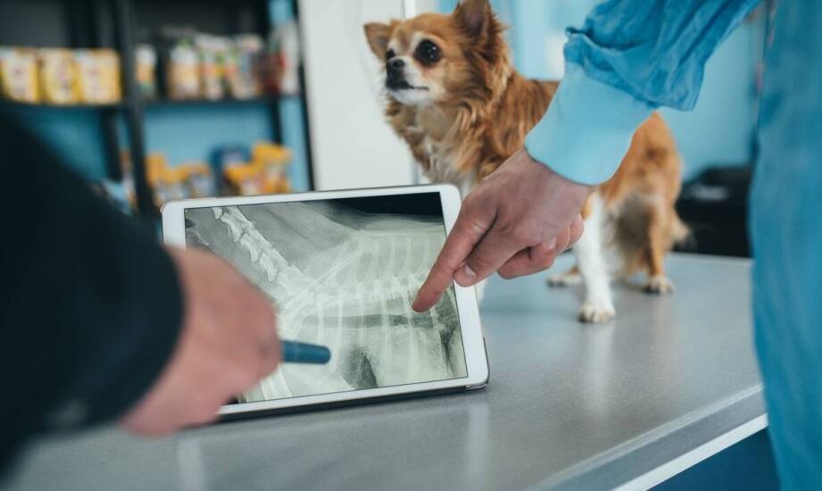 Czipowanie psów i kotów: jakie są najczęstsze pytania właścicieli?