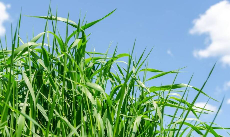 Jak maszynowy hydrosiew przyczynia się do długotrwałego zdrowia trawnika?