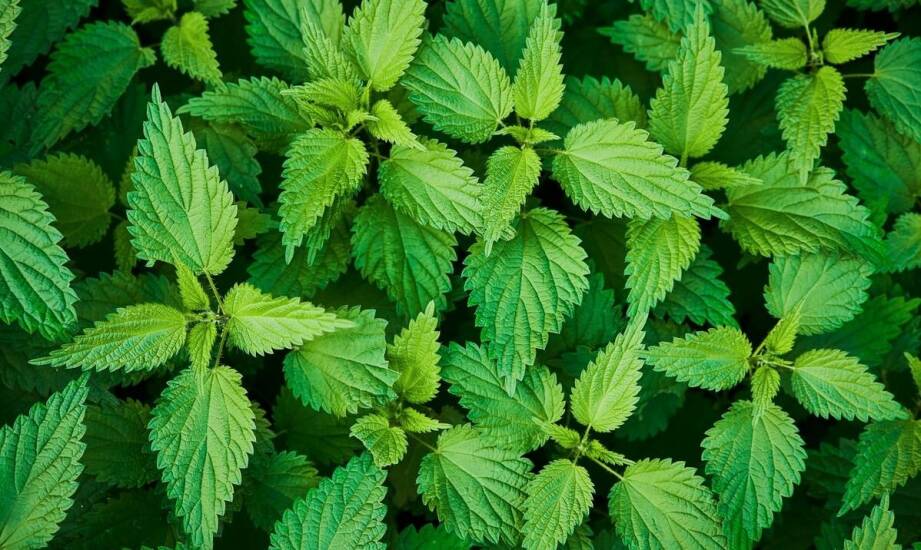 Właściwości Lion's Mane w kontekście zdrowia psychicznego: czy mogą pomóc?