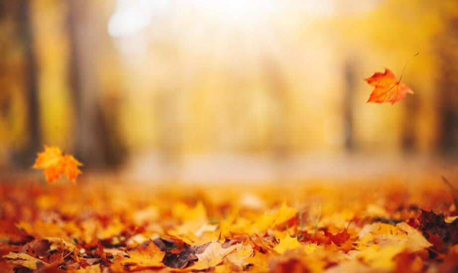 Jakie są korzyści z wyboru farby jesiennego liścia Joanna dla Twojego stylu?