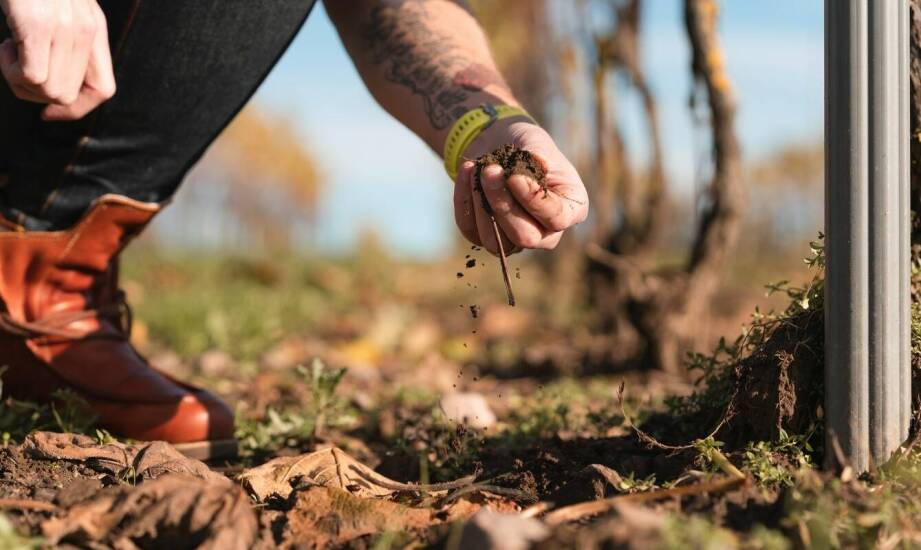 Wpływ strip till na jakość plonów i ich zdrowotność
