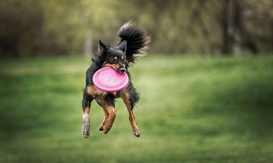 Jak wybrać dyski do toss & fetch dostosowane do wieku psa?