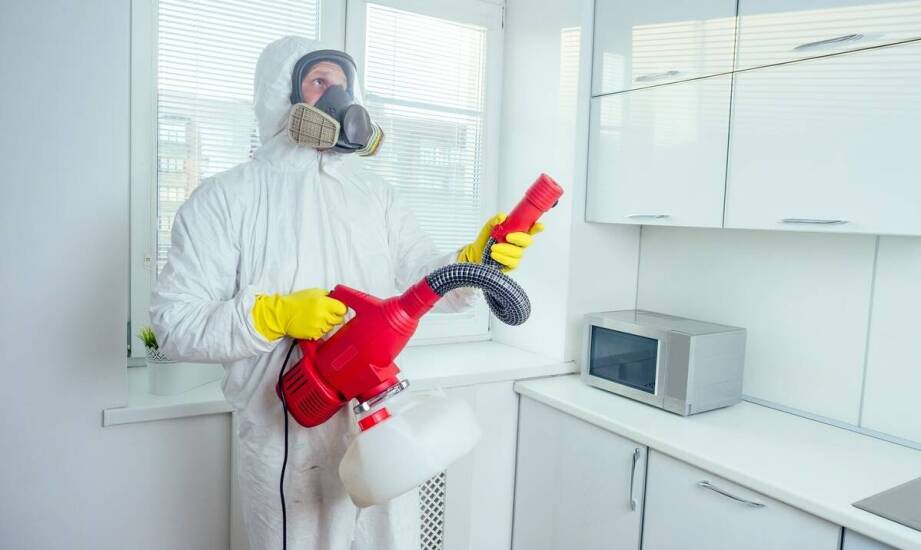 Usługi deratyzacji w kontekście norm IFS i BRC