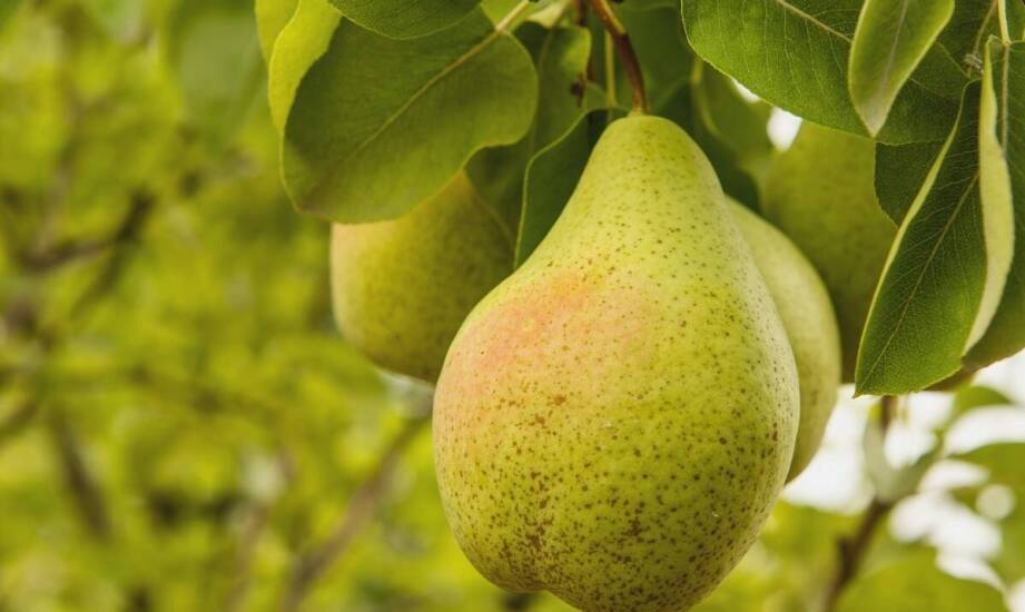 Polska pigwa jako składnik diety antyoksydacyjnej - jakie ma właściwości?