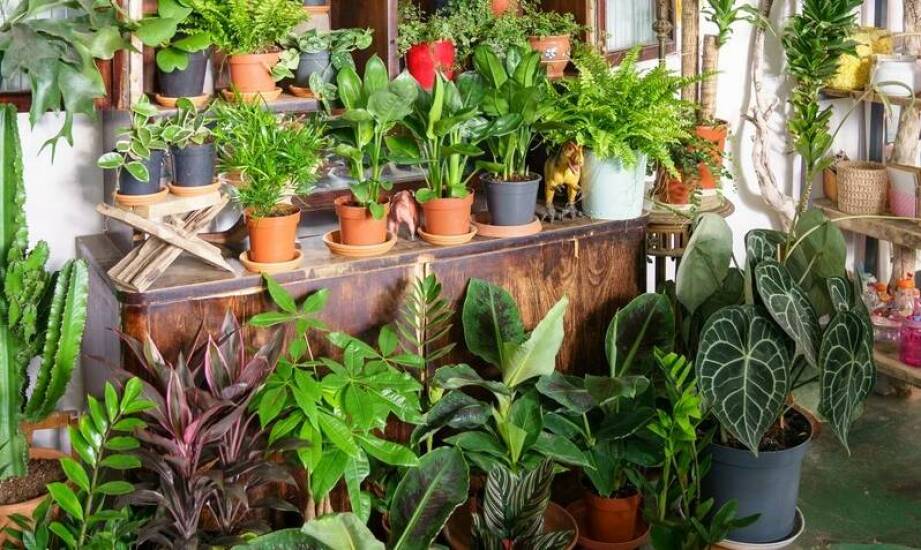 Jak dopasować styl donicy do odmiany funkii, aby podkreślić ozdobne walory?