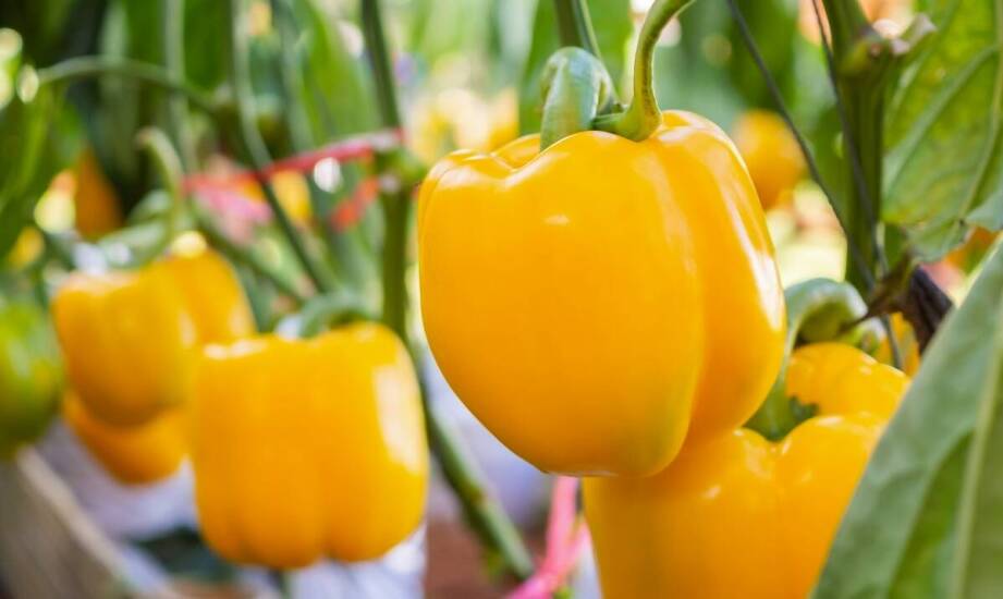 Jakie są najnowsze techniki stosowane w zwalczaniu os?