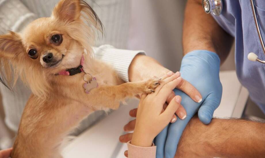 Jak weterynaryjna opieka internistyczna wspiera zdrowie zwierząt?