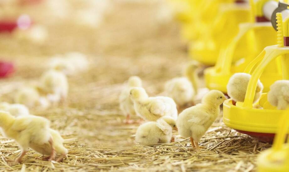 Zastosowanie wróblówki pod gąsiory: kluczowe korzyści