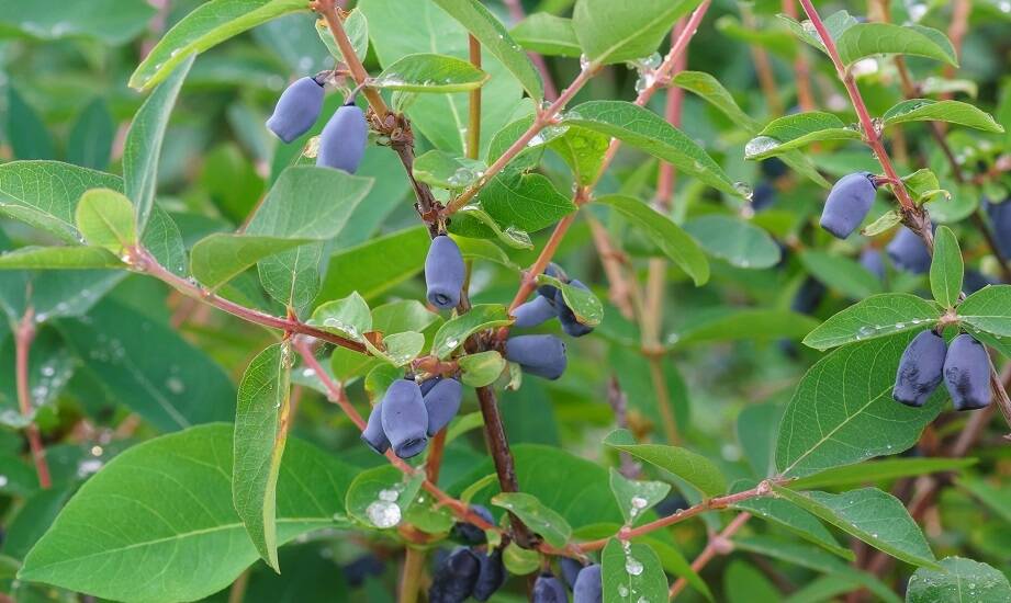 Czym wyróżnia się jagoda kamczacka na tle innych roślin jagodowych?