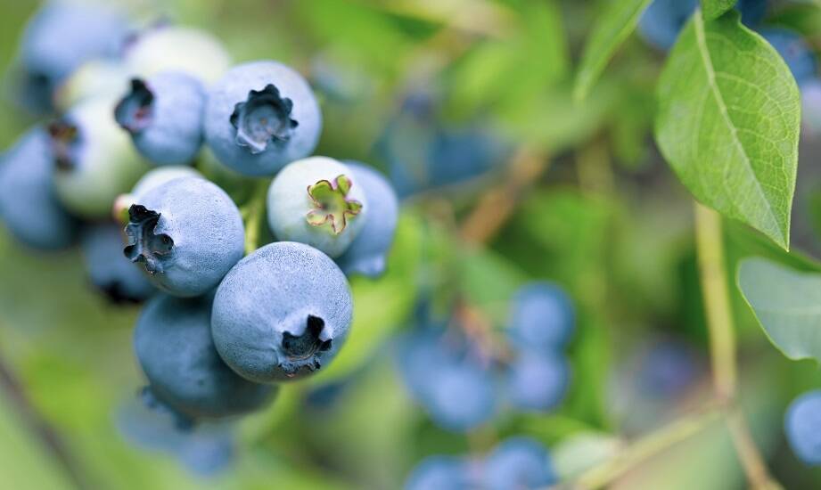 Najważniejsze aspekty transportu i przechowywania sadzonek borówki amerykańskiej