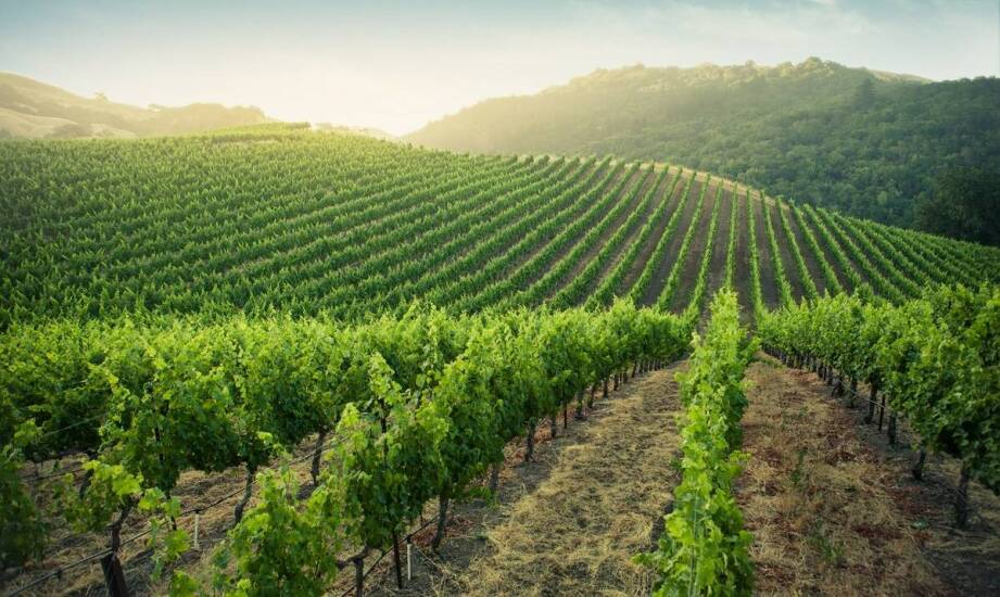 Malina delniwa w praktyce – najlepsze uprawowe praktyki