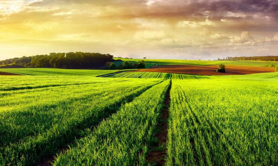 Odkrywanie serca pola jako droga do wewnętrznego spokoju