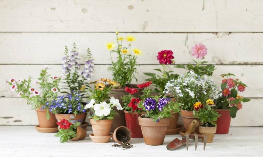 Różnorodność kwiatowych nasion: co warto zasadzić w swoim ogrodzie?