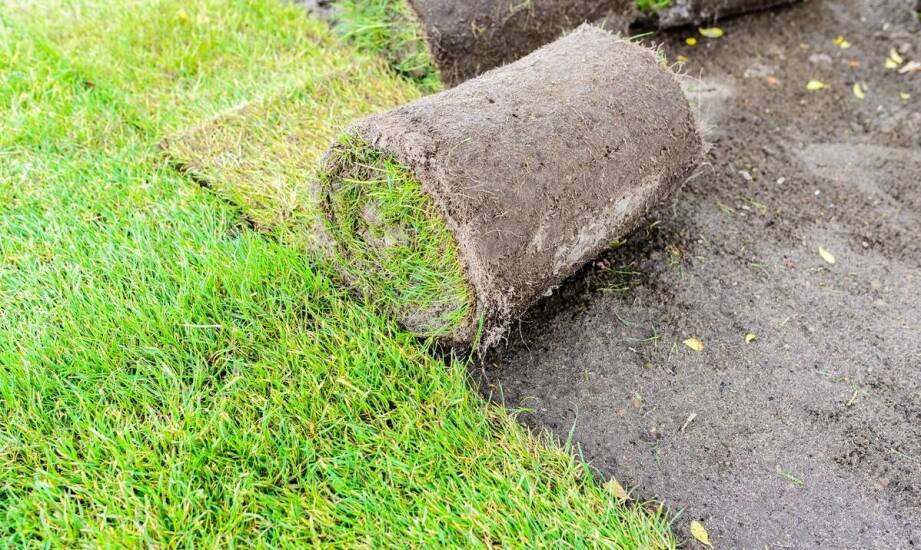 Trawa z rolki w ogrodzie: Jak zapewnić optymalny wzrost?