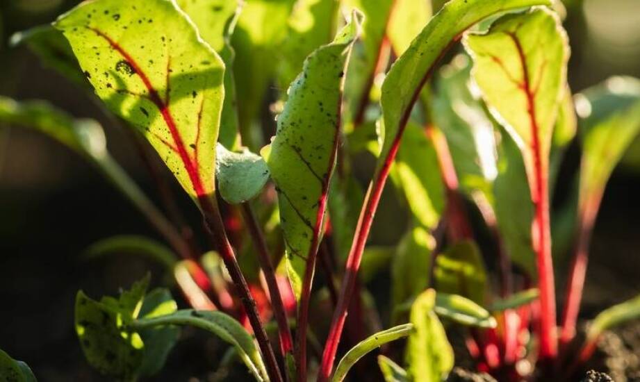 Przewodnik do nawożenia roślin okopowych