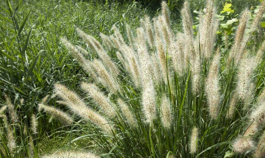 Jakie są najnowsze trendy w aranżacji ogrodu z użyciem chińskiego miskanta?