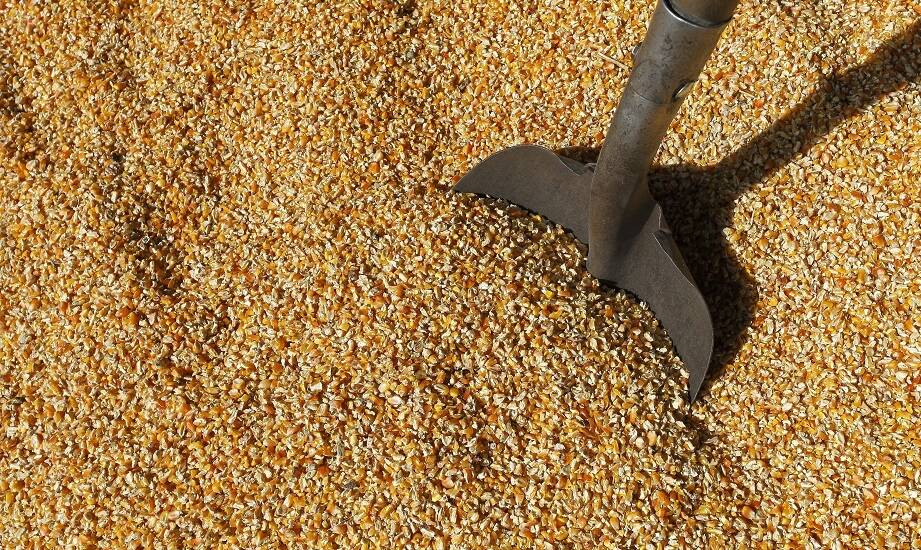 Dlaczego optymalizacja kosztów żywienia jest ważna dla hodowców?