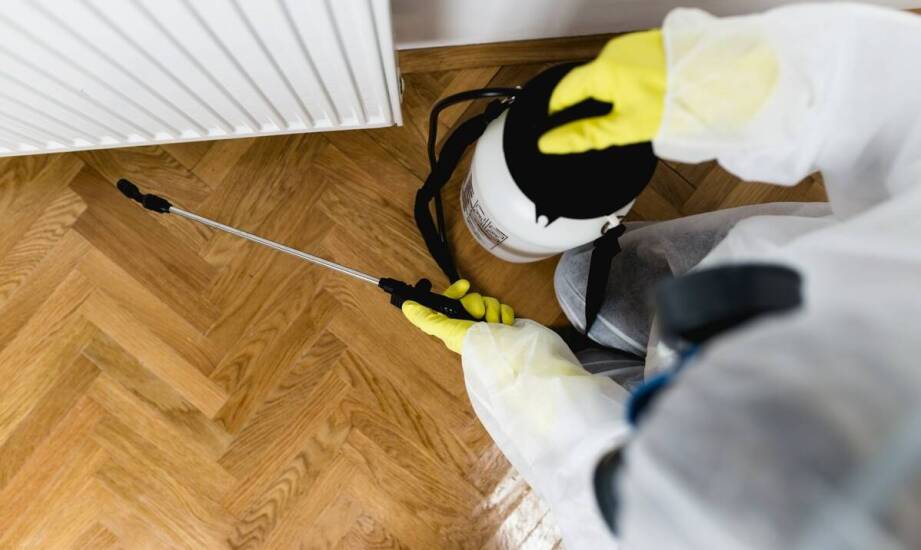 Jakie są kluczowe etapy procesu dezynsekcji przeciw czarnym owadom?