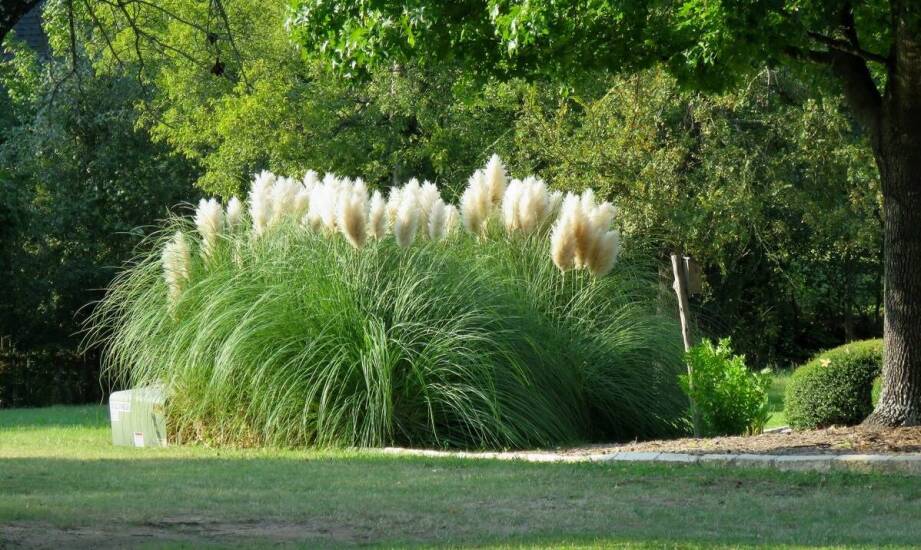 Estetyczne połączenia miskanta Morning Light z ozdobnymi roślinami