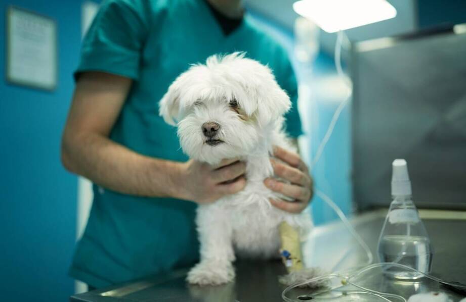 Jak zapewnić swojemu pupilowi zdrowe serce dzięki weterynaryjnej opiece?