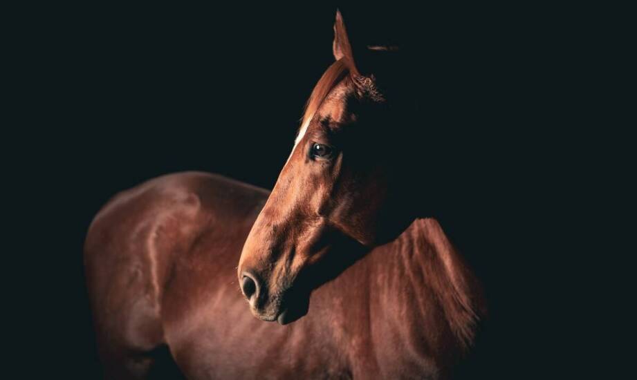 Wpływ odpowiedniego żywienia na skórę i sierść koni