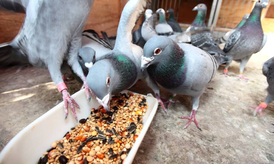 Jak elpol karma wpływa na kondycję i zdrowie gołębi?