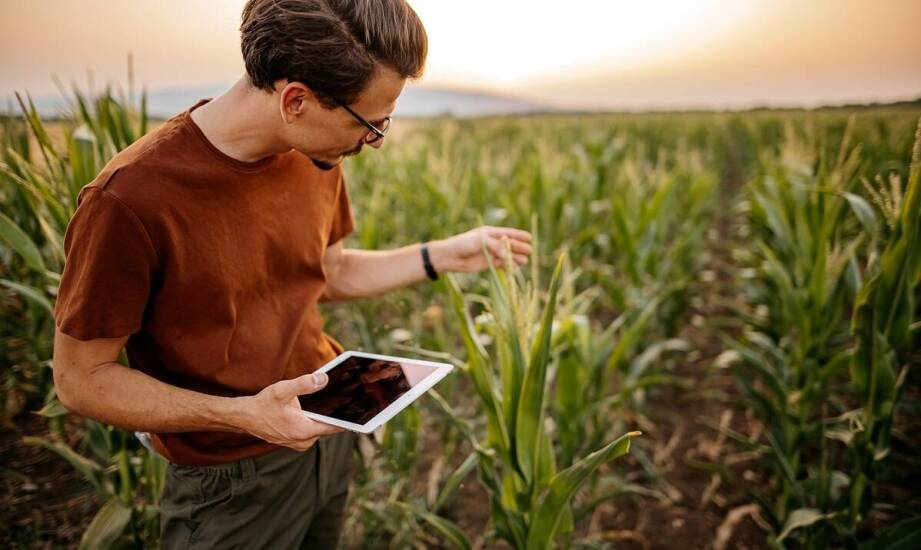 Najlepsze strategie nawożenia dla kukurydzy na słabych glebach.