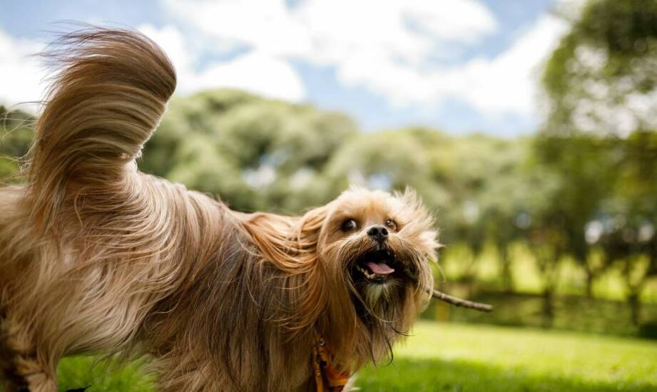 Skład karmy a zdrowie psów – co warto wiedzieć?